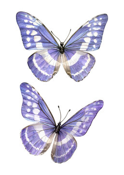 Morpho cypris butterflies . Watercolor set of purple butterflies in top and angled views. Perfect for botanical designs, nature decor, stationery, packaging, patterns, branding and wall art.