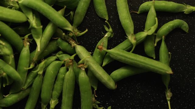Smooth panning over large pile of raw green pea pods