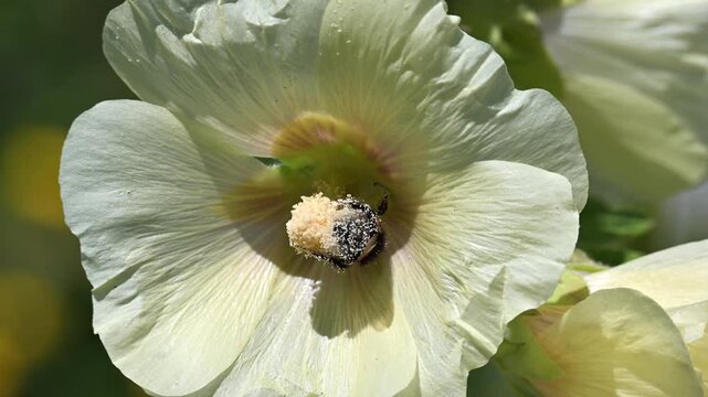 A wasp feeding on pollen on a yellow garden plant.