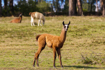 Fototapeta premium Young brown llama standing in sunny Andean grassland