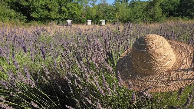 Chapeau de paille sur un champ de lavande en fleurs, ruches en arri&egrave;re-plan, paysage rural proven&ccedil;al sous une lumi&egrave;re naturelle