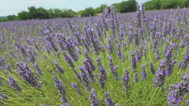 Abeilles butinant des fleurs de lavande dans un champ en pleine floraison au c&oelig;ur d'un paysage rural proven&ccedil;al