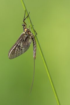 Ephemera danica or Danish mayfly (Ephemera danica), Ahlhorn, Lower Saxony, Germany