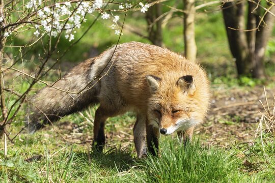 Red fox (Vulpes vulpes) standing in a meadow, France
