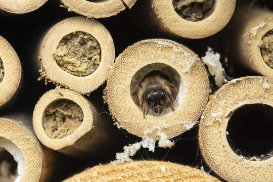 Red mason bee (Osmia bicornis) adult insect emerging from a hole on a bee or bug hotel in summer, England, United Kingdom