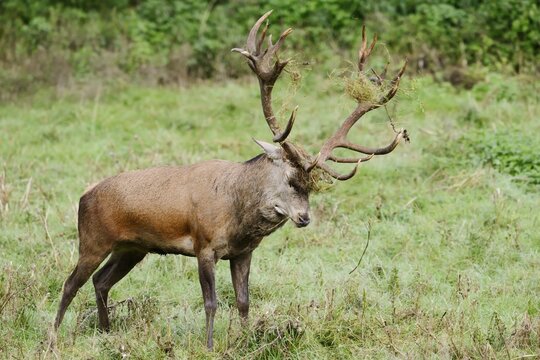 Red deer (Cervus elaphus) forked in a meadow during the rutting season, North Rhine-Westphalia, Germany