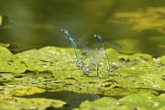 Common blue damselfly (Enallagma cyathigerum) three adult pairs of damselflies mating on a water lily leaf on a pond in summer, England, United Kingdom