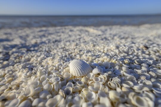Millions of cockles (Fragum erugatum) at Shell Beach, Hamelin Pool, Shire of Shark Bay, Western Australia, Australia