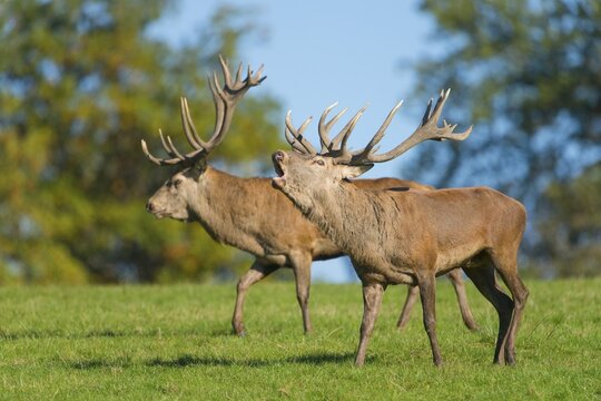 Red deer (Cervus elaphus), walking next to each other, display behavior of rivals in the rut, captive, Lower Saxony, Germany
