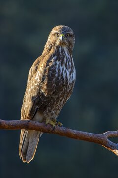 Steppe buzzard (Buteo buteo), sitting on a branch, Terfens, Tyrol, Austria