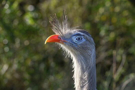 Red-legged seriema (Cariama cristata) at the breeding station of the Conservation Land Trust at the Estancia El Socorro, Portrait, at Colonia Carlos Pellegrini, Esteros del Iber&aacute;, Province of Corrientes, Argentina