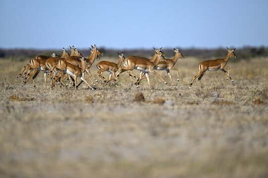 Black verse impala (Aepyceros melampus), Nxai Pan National Park, near Gweta, Central District, Botswana