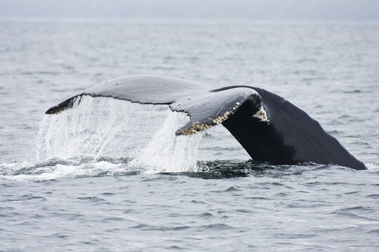 Humpback Whale, fluke (Megaptera novaeangliae) Alaska's Inside Passage, USA