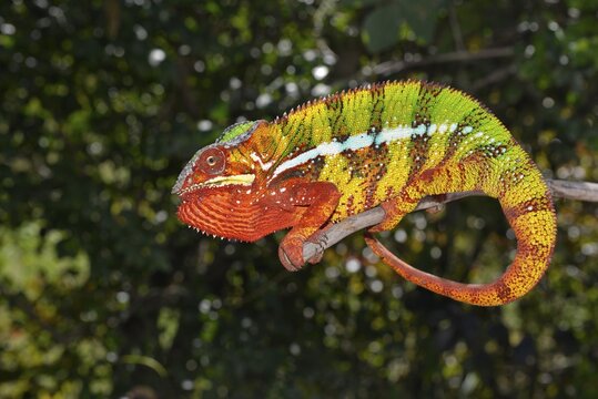 A male panther chameleon (Furcifer Pardalis), in the forests of Ambilobe, in the northwest of Madagascar, Madagascar