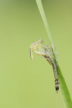 Willow Emerald Damselfly (Chalcolestes viridis) hatching, hatching, larva, dragonfly larva, North Rhine-Westphalia, Germany