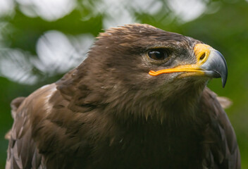 Naklejka premium Steinadler