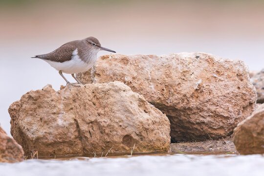 Common sandpiper (Actitis hypoleucos) Snipe bird, foraging in mud and rocks, resting, limicole, shallow water zone, Toledo, Spain