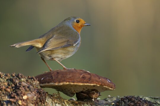 European robin (Erithacus rubecula) adult bird on a Bracket fungi on a tree in a woodland, England, United Kingdom