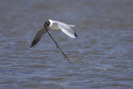 Black headed gull (Chroicocephalus ridibundus) adult seagull bird carrying nesting material in its beak over a lagoon in spring, RSPB Titchwell nature reserve, Norfolk, England, United Kingdom