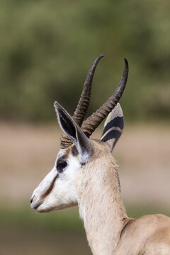 Springbok (Antidorcas marsupialis), Hoarusib, Kaokoland, Namibia