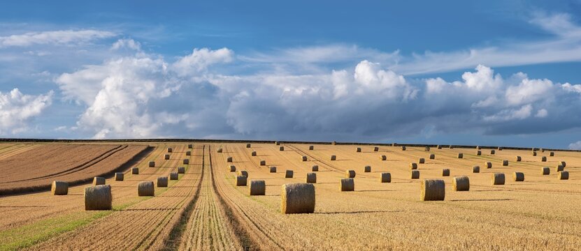 Panorama, Harvest time, Endless field with straw bales, Stubble field under blue sky with clouds in summer, Burgenlandkreis, Saxony-Anhalt, Germany
