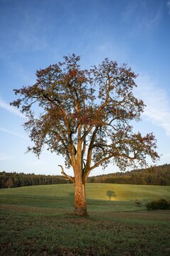 Landscape with pear tree. Tree with shade. In the morning. Small Odenwald, Rhine-Neckar district, Baden-W&uuml;rttemberg, Germany