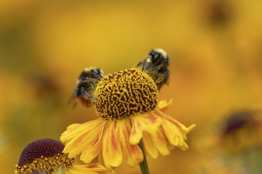 Red tailed bumblebee (Bombus lapidarius) two adult bees feeding on a Helenium flower in summer, England, United Kingdom