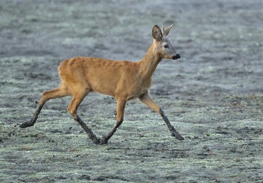 Roe deer (Capreolus capreolus), young roebuck running across a muddy surface at a lake, wildlife, Lower Saxony, Germany