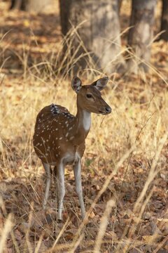 Chital deer (Axis axis) adult female standing in a forest, Bandhavgarh, Madhya Pradesh, India