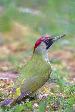 European green woodpecker (Picus viridis) foraging on the ground, Solms, Hesse, Germany
