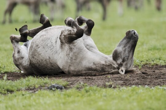 D&uuml;lmen wild horse, mare rolling around, Merfelder Bruch, D&uuml;lmen, North Rhine-Westphalia, Germany