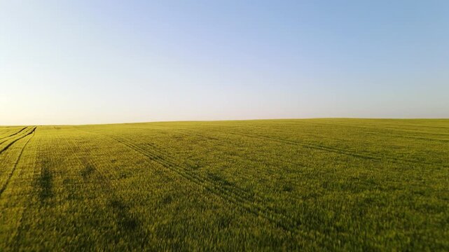 Aerial view of a large green field of young wheat at sunset. Drone flying forward over the agricultural landscape with clear blue sky