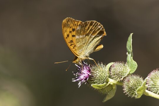 Silver-washed fritillary butterfly (Argynnis paphia) adult insect feeding on a Burdock flower in summer, England, United Kingdom