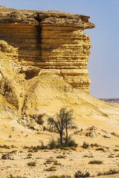 Eroded rocky landscape at a fossilised reef edge, with sparse vegetation in front, Huqf stone desert, Arabian Peninsula, Sultanate of Oman