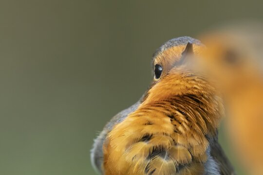 European robin (Erithacus rubecula) adult male garden bird singing to its female mate in spring, Suffolk, England, United Kingdom