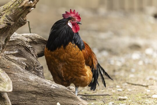 A stately rooster with brown feathers and a black neck stands next to a tree trunk, Vorwerkuhn, cock