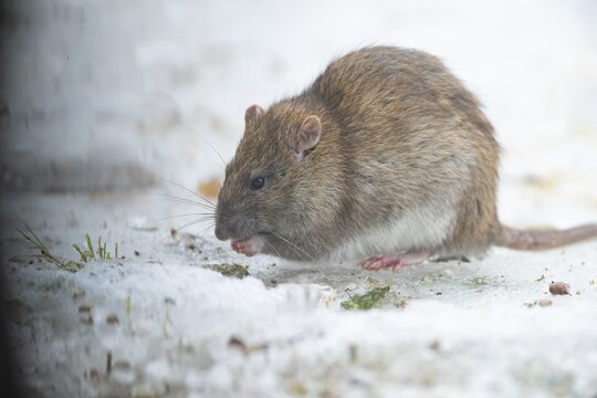Brown rat (Rattus norvegicus) adult rodent animal feeding on seed on ice in winter, England, United Kingdom