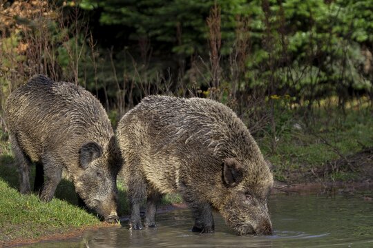 Two wild boar (Sus scrofa) visit a small pond in the forest in the late afternoon to drink, thirst, forest pond, Germany