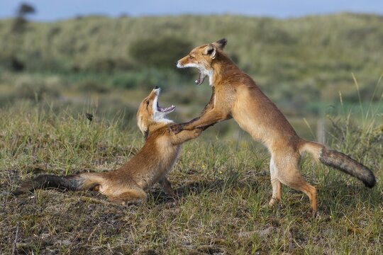 Two Red foxes (Vulpes vulpes) fighting with open mouth, playful, Netherlands