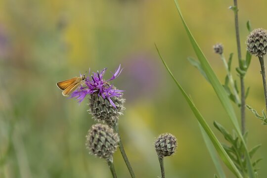 Small skipper butterfly (Thymelicus sylvestris) adult insect feeding on a Knapweed flower in summer, England, United Kingdom