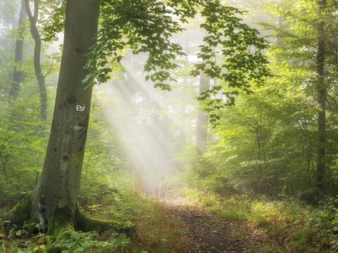 Hiking trail through sunny green deciduous forest, sun rays breaking through morning fog, Saalehorizontale hiking trail in Tautenburg Forest, near Jena, Thuringia, Germany