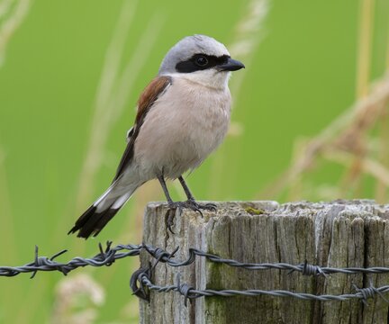 Red-backed shrike (Lanius collurio) standing on a willow pole, Lower Saxony, Germany