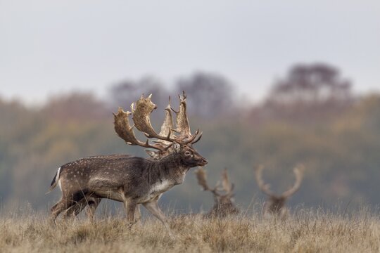 Two fallow deer (Dama dama) walk parallel across the rutting ground, a ritual in front of the fight, rutting, deer rutting, mating season, Denmark