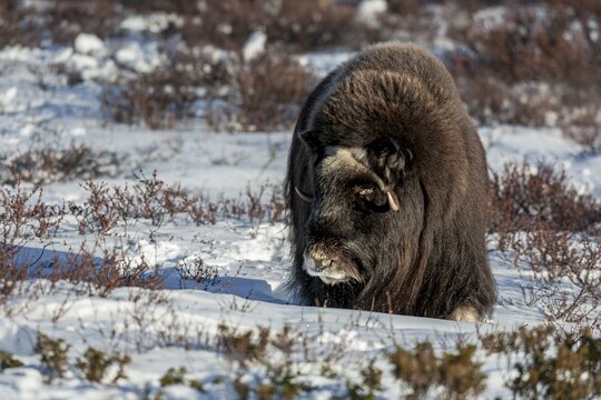 A blind musk ox cow (Ovibos moschatus) comes very close to me and 1 hour later I am in mortal danger when I help a photographer who is being attacked and we are lucky enough to escape, blind, blind, winter, snow, cold, Tundra landscape, October, Norway