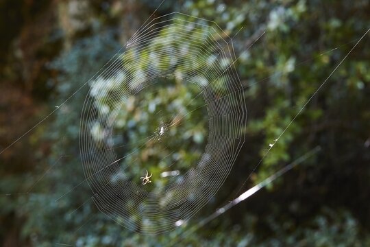 A filigree spider web with a spider (aranea), in the background dense forest vegetation, waterfalls, ponds, Polylimnio, Peloponnese, Greece