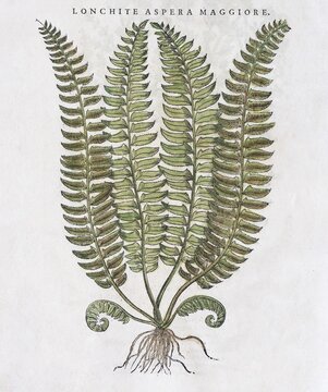 Male-fern (Dryopteris filix-mas), hand coloured woodcut by Pietro Andrea Matthioli, Venice, 1568