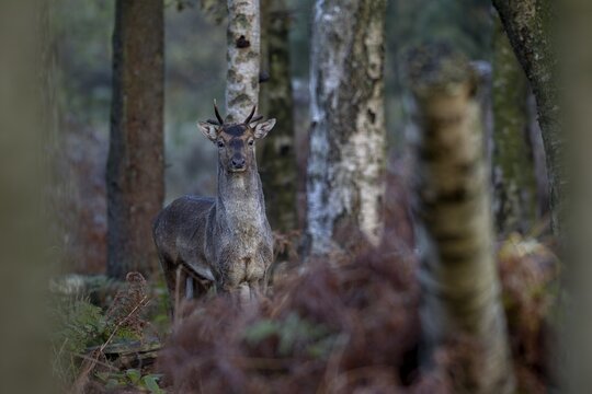 Fallow deer (Dama dama) with two broken antlers, photographed a few days earlier with only one broken antler, he really seems to be a bully, rut, mating season, deer rut, autumn, October, Germany