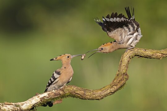 Hoopoe (Upupa epops) Bird of the Year 2022, male with food for the female, prey, alz, pair, mating, foraging, food for the young birds, erected bonnet, sunrise, interaction, breeding cave, nest, young bird begging for food, flying, approaching, wings, climate change, Middle Elbe Biosphere Reserve, Saxony-Anhalt, Germany