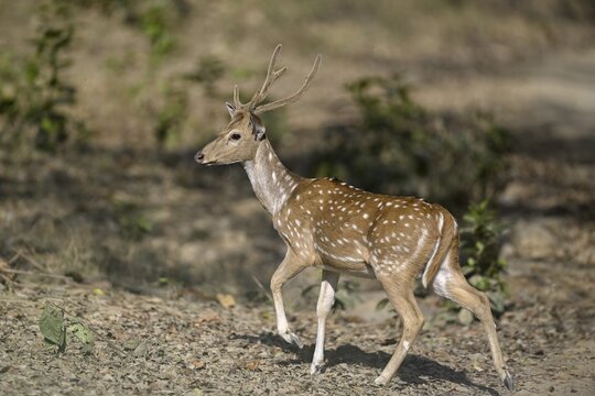 Axis deer or chital (Axis axis), male animal, Corbett National Park, near Ramnagar, Uttarakhand state, India