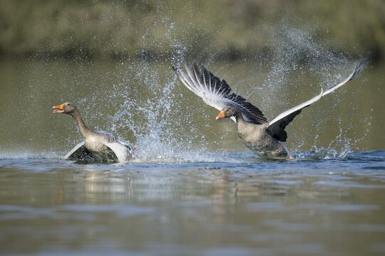 Two Greylag goose ( anser anser) fight on a lake, splashing water, dynamics, turf war, Hannover, Lower Saxony, Germany